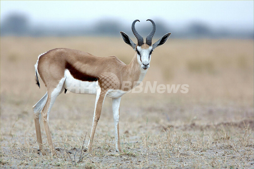 アンテロープ類の25％以上に絶滅の危機、レッドリスト最新版