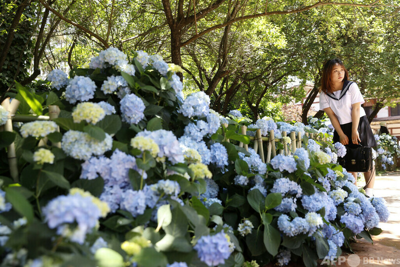 中国語でアジサイを「紫陽花」と書かない理由とは