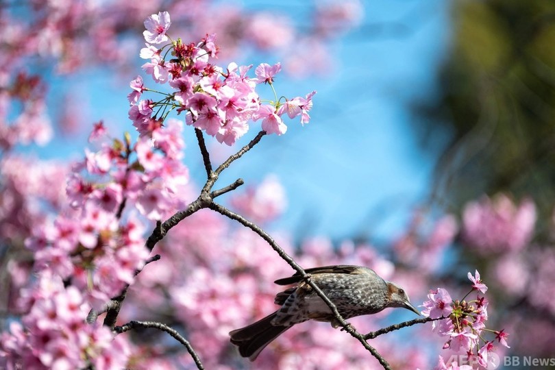 都内で桜が見ごろ 平年より2週間ほど早い開花 写真枚 国際ニュース Afpbb News