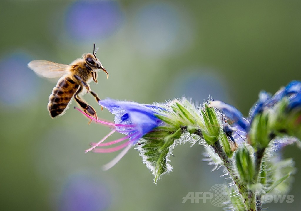 ネオニコチノイド系殺虫剤、鳥の個体数減少にも関連か 英研究 ネオニコチノイド系殺虫剤、鳥の個体数減少にも関連か 英研究