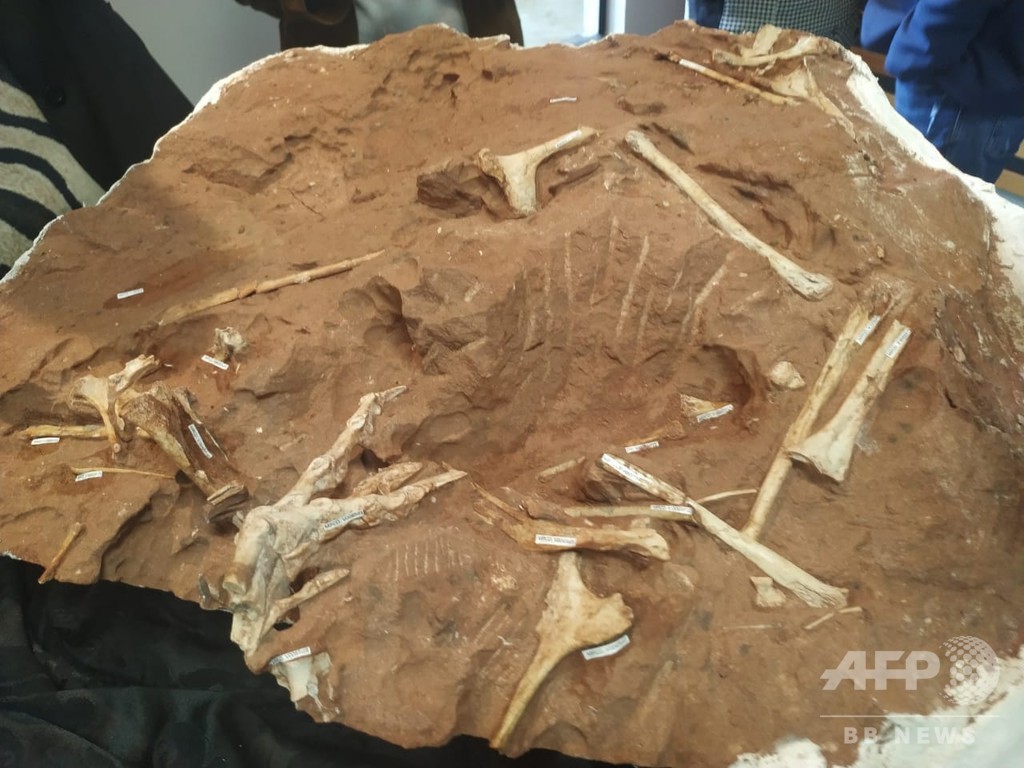 砂漠に適応した新種の肉食恐竜の化石 ブラジルで発見 写真12枚 国際ニュース Afpbb News