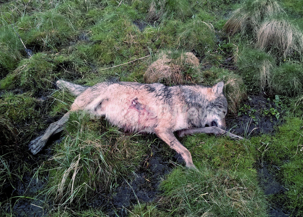 保護対象のオオカミ、銃で撃たれた死骸が見つかる ドイツ 保護対象のオオカミ、銃で撃たれた死骸が見つかる ドイツ