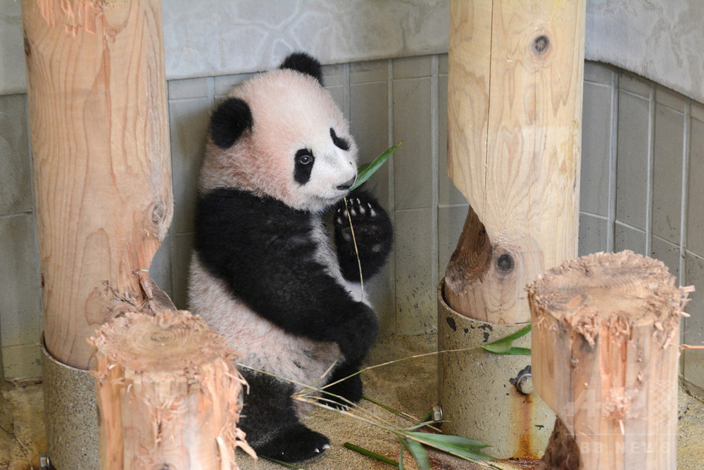 上野の赤ちゃんパンダ「シャンシャン」、体重9.9キロに 写真2枚 国際