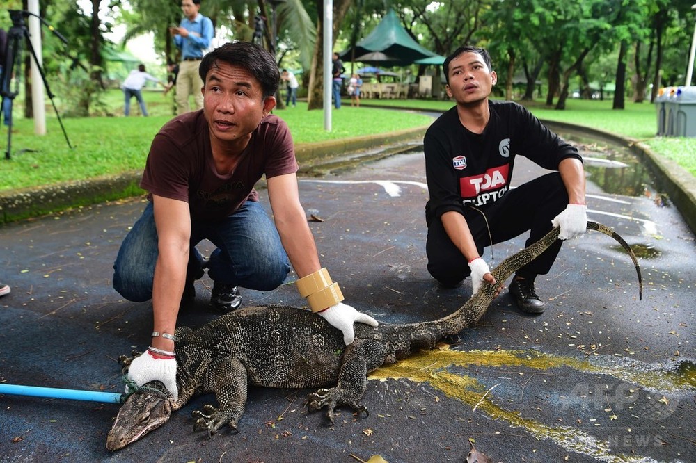 13 AFPBB News are-monitor-lizards-dangerous-a-comprehensive-guide-to-understanding