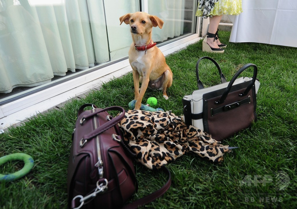 アリアナ・グランデの愛犬も登場！「コーチ」新キャンペーンイベント