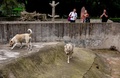 一緒に生活するオオカミと犬（2019年5月8日撮影）。(c)CNS/張暢