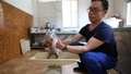 白い赤ちゃんトラの体重を計測する飼育員（2019年5月31日撮影）。(c)CNS/林海珍