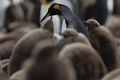 南大西洋の英領フォークランド諸島のオウサマペンギン（2019年10月6日撮影）。(c)Pablo PORCIUNCULA BRUNE / AFP