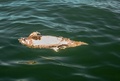 メキシコ北部カリフォルニア湾で発見された、絶滅危惧種のコガシラネズミイルカの死骸。シー・シェパード提供（2019年3月12日公開）。(c)HO / Sea Shepherd Conservation Society / AFP