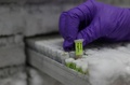 英キュー王立植物園の研究所に冷凍保管されている植物のDNA（2016年5月9日撮影）。(c)AFP/DANIEL LEAL-OLIVAS