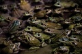 フランス・ピエールラットで育てられている食用ガエル（2020年9月30日撮影）。(c)JEFF PACHOUD / AFP