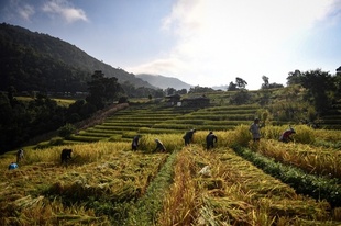 農薬と借金まみれの農業にさよなら エコな農法でよみがえったタイの村