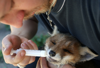 交通事故の子ギツネ、順調に回復中 ロシア