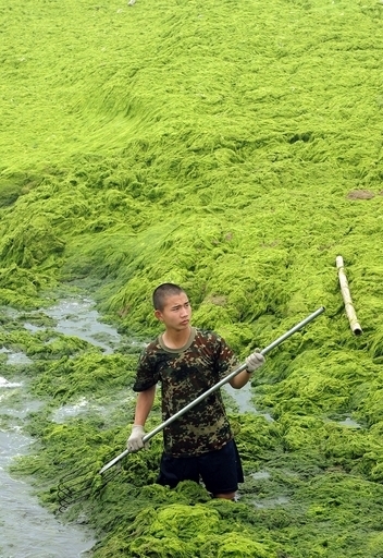 北京五輪セーリング会場、藻を「一掃」？100万トン以上除去