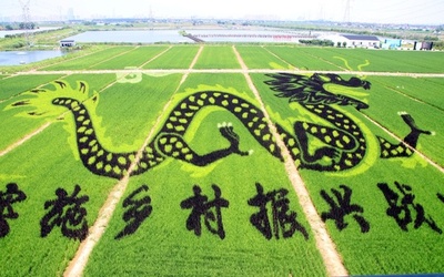 竜が舞い鳳（おおとり）はばたく 蘇州の田んぼアート 
