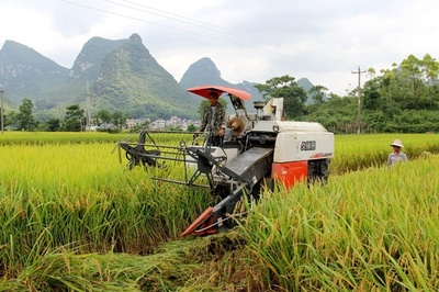 中国で今年のわせ米生産量が減少 その理由は？
