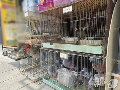 韓国・気温35度超の屋外に動物のケージ…ペット販売店の飼育環境に懸念