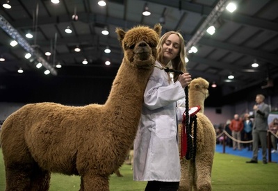 全英からもこもこのアルパカ大集合、見本市開幕