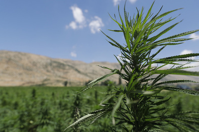 英で医師による大麻処方が可能に