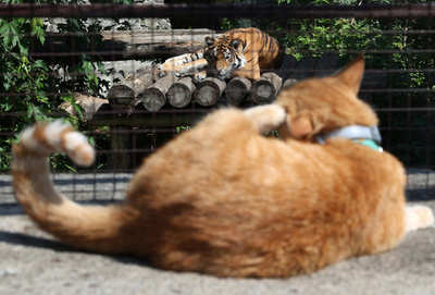【今日の1枚】トラにネコ ウクライナの動物園