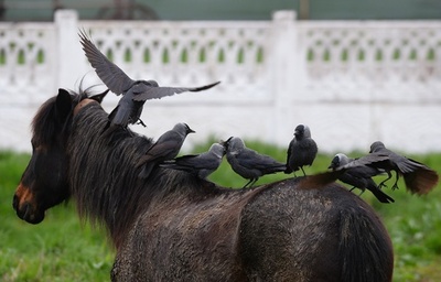 馬上でくつろぐ鳥、ルーマニア