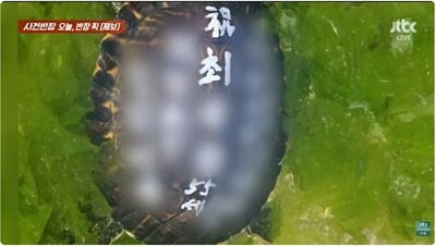 カメの甲羅に「名前・住所・願い事」をペンキでびっしり…韓国・お粗末すぎる落書き放流、50代男を即特定