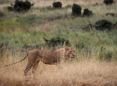 世界ライオンの日、初の国際保護キャンペーン始動 ケニア