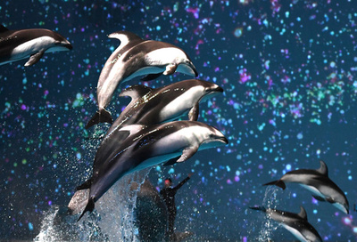 イルミネーション輝く夜の水族館、華麗にイルカ舞う 神奈川