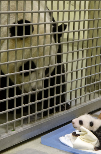 台湾の赤ちゃんパンダ、ママとご対面 「大きいなぁ」
