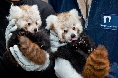 やんちゃそうなレッサーパンダの赤ちゃん、独動物園