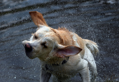 レトリバー、ひと足先に水浴びシーズン  ベルリン