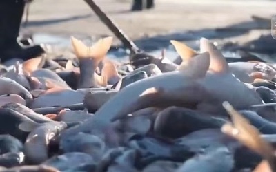 中国吉林省・チャガーン湖が1000年続く「冬の漁」の最盛期に