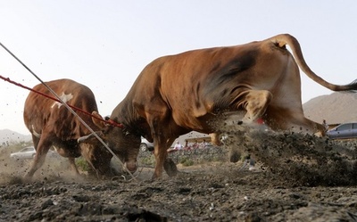 UAE・フジャイラ首長国、伝統の闘牛を開催