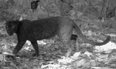 クロヒョウの隠れた斑点模様、撮影方法を偶然発見