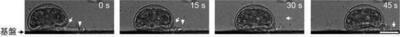 多くの''仮足''を巧みに使う有殻アメーバの動き方を解明 ～単細胞生物とは思えない精密な運動の仕組み～