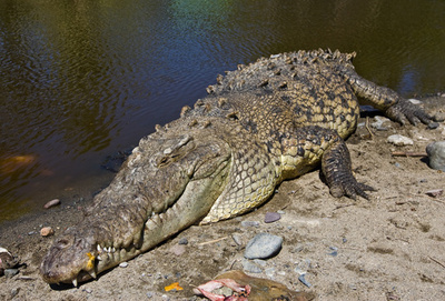 巨大ワニに襲われ10歳少年死亡、河川氾濫のメキシコ南部
