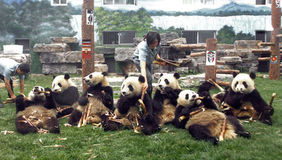 四川地震被災地のパンダ、集団で北京の動物園へお引っ越し