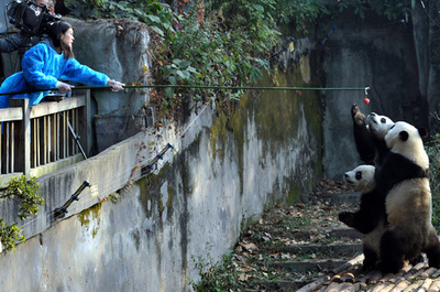 「世界パンダ大使」、フランス人男性など3人選出