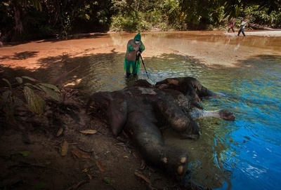 絶滅危惧のスマトラゾウ2頭、牙のない死骸発見 インドネシア