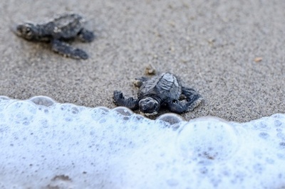 催淫効果信じ卵密猟 ウミガメ保護の闘い パナマ
