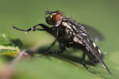 ハエを使う飼料生産、アフリカ革新技術賞を獲得
