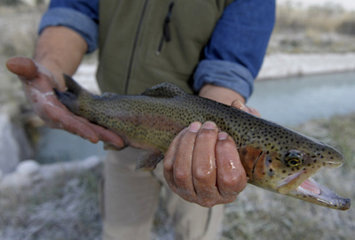 養殖ニジマスは「サケ」、中国業界団体が宣言 偽装疑惑受け
