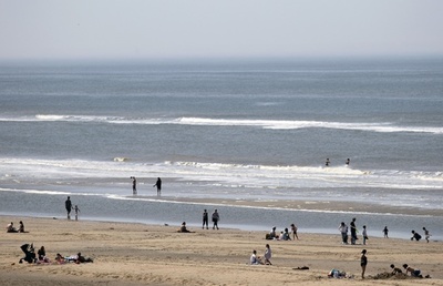 ネズミイルカが謎の大量死 オランダ