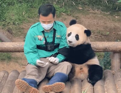パンダ家族の人気爆発…韓国テーマパークのユーチューブ登録者100万人突破