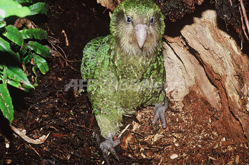 絶滅の危機にひんする飛べないオウム フクロウオウム 写真5枚 ファッション ニュースならmode Press Powered By Afpbb News