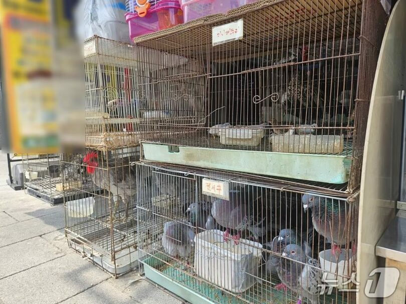 ソウル・鍾路区のペット販売店が屋外に並べた鳥かご＝2026年8月5日 (c)news1