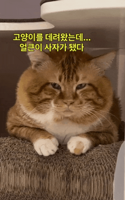 ディアレイ提供(c)news1