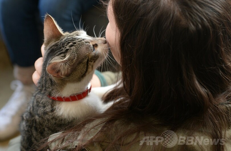 全米初の猫カフェに1日500人殺到、NYで4日間だけ開店