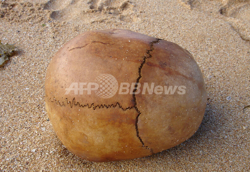 一体どこから？シドニーに打ち上げられた700年前の頭がい骨