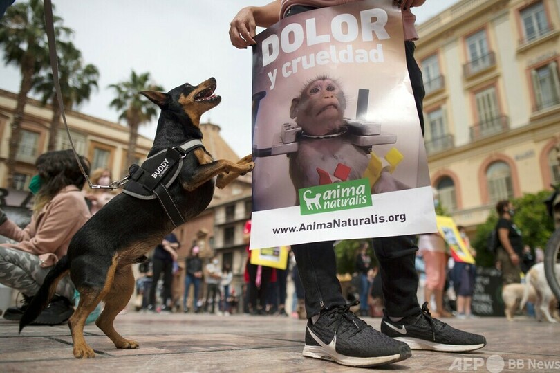 スペイン、動物虐待を厳罰化